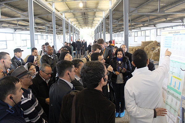 algiers livestock development