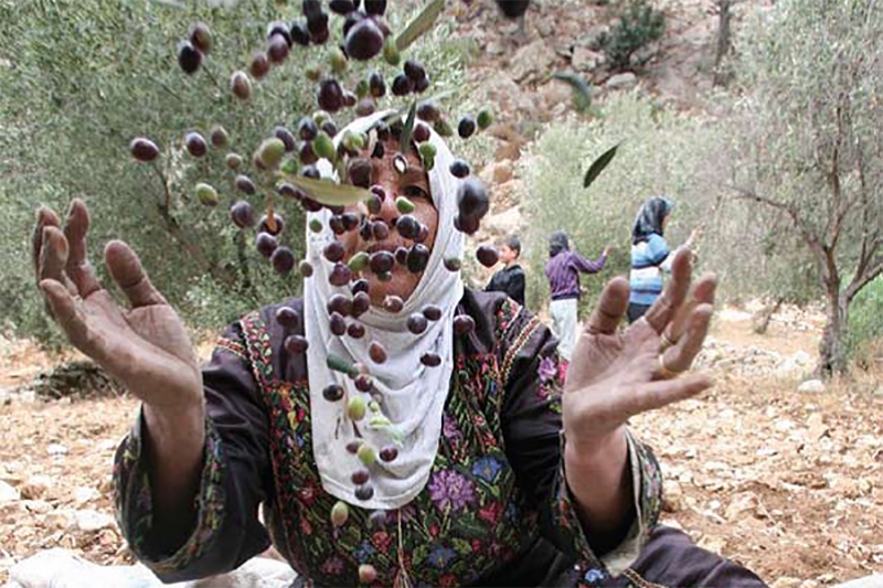 Coop&eacute;rative Kufr Abboush pour l&amp;#39;huile d&amp;#39;olive extra vierge en Palestine
