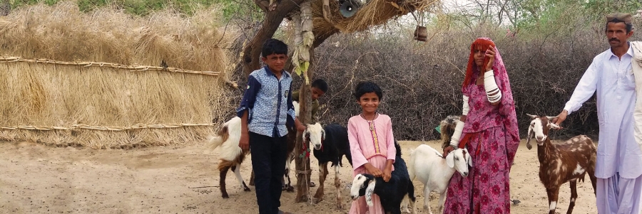 UpTrade (Goats for water)