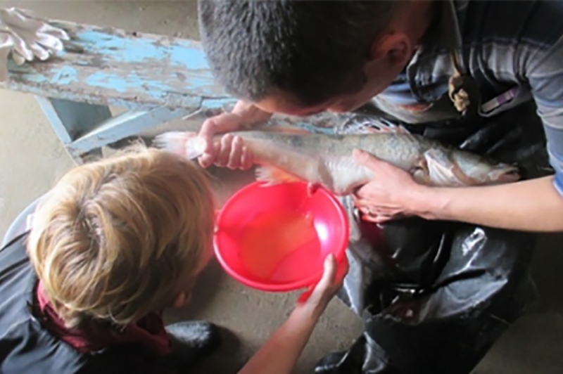 الأساليب التكنولوجية للحصول على مواد زرع الأسماك واستزراع الأسماك التجارية من جثم البايك