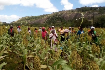 صندوق بناء الصمود في زمبابوي