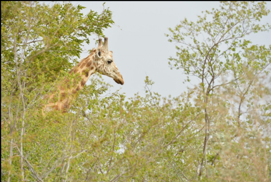 Agreement Parks Support Program