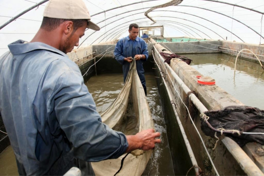 S&eacute;curit&eacute; alimentaire: d&eacute;veloppement de la pisciculture en Afrique
