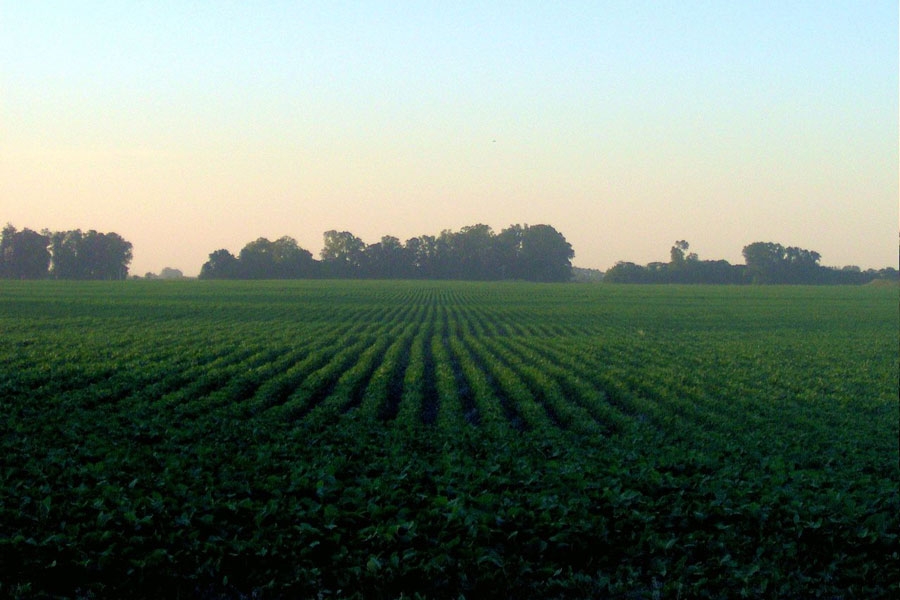 Multistripe Laser Triangulation Scanner