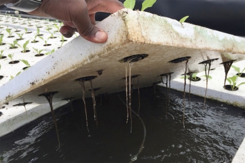Training of champions on the use of aquaponics technology