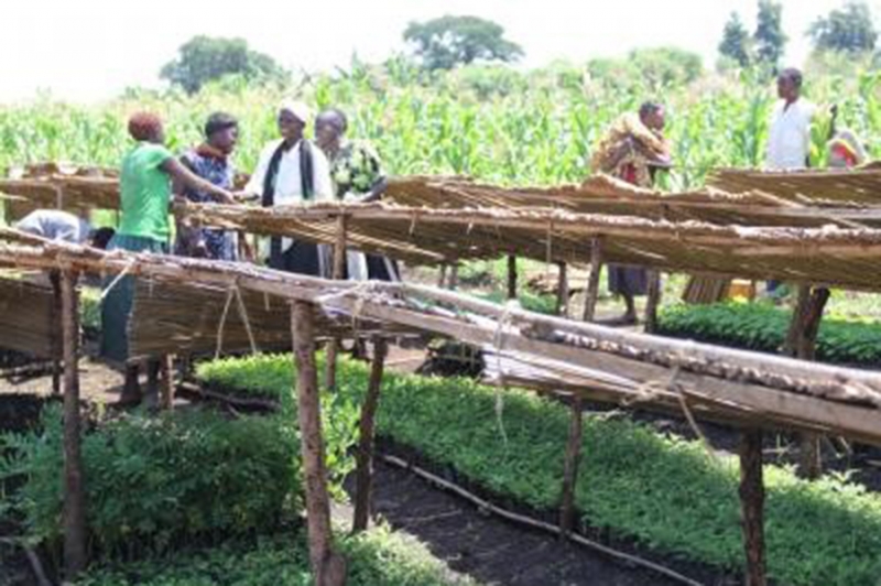 Programme mondial d&amp;#39;adaptation bas&eacute;e sur les &eacute;cosyst&egrave;mes en montagne