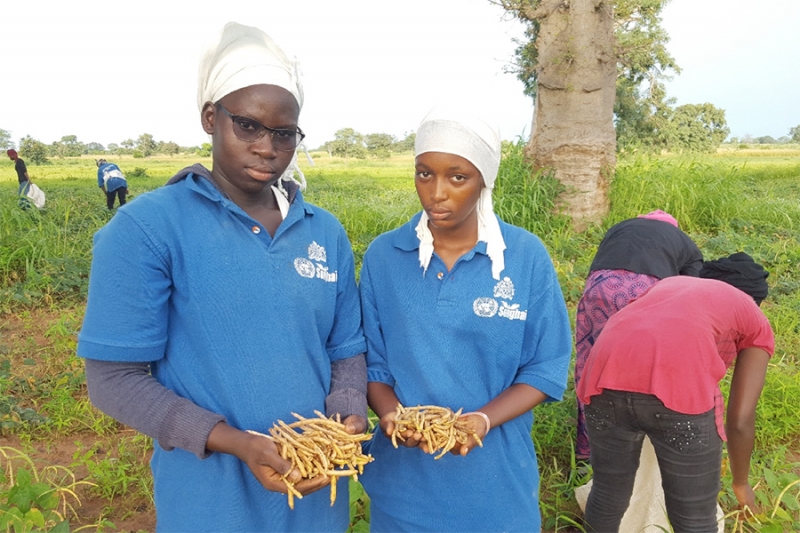 Gambia Songhai Initiative