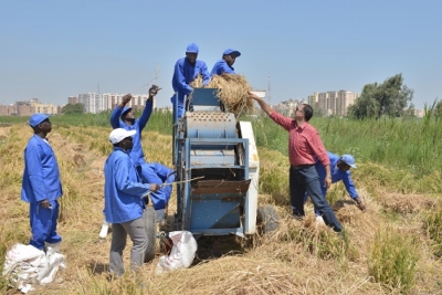 Techniques de culture du riz en Afrique