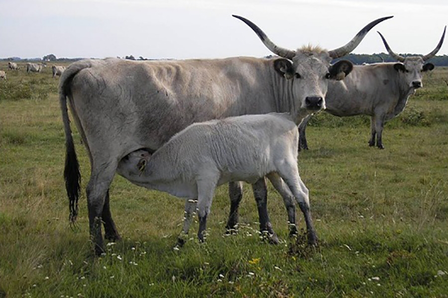 Syst&egrave;me SMS sur le contr&ocirc;le de l'origine de la viande