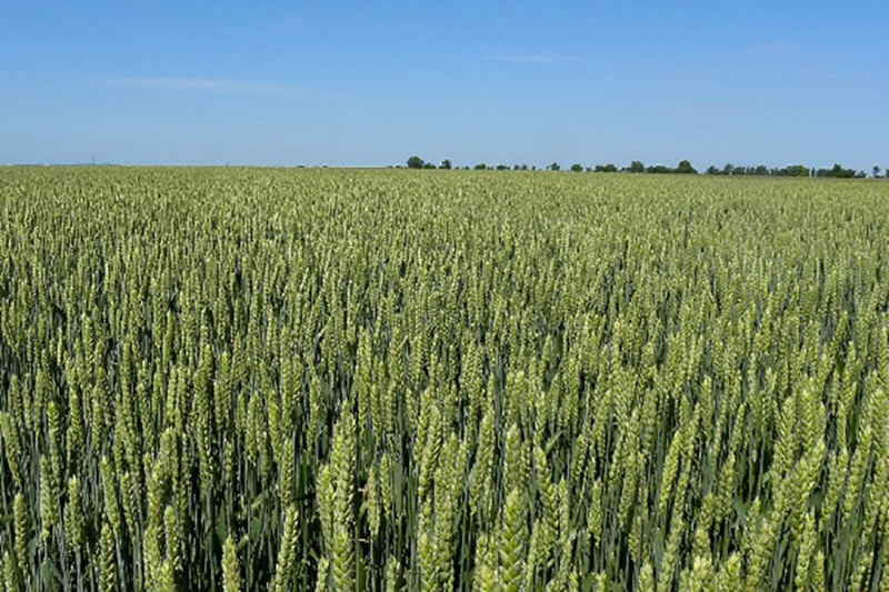 Utilisation de &amp;quot;bl&eacute; Novum&amp;quot; dans l&amp;#39;alimentation animale