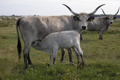 نظام الرسائل القصيرة على التحكم في أصل اللحوم